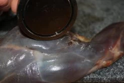 【JACHTMAGNEET / HAGELMAGNEET 】– Jacht Accessoires 2020 – Hagel Verwijderaar – Jagers Cadeau - Wild Magneet 12 【JACHTMAGNEET / HAGELMAGNEET 】– Jacht Accessoires 2020 – Hagel Verwijderaar – Jagers Cadeau - Wild Magneet -Outdoor Camping Shop 1200x800 17